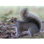 scoiattolo grigio foto di Luca Longo
